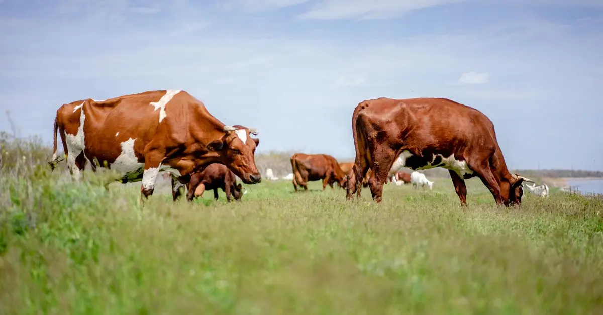L'impact du lait dans la fabrication du fromage