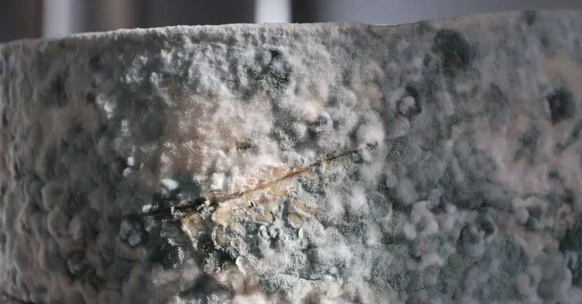 7 erreurs courantes lors de la conservation du fromage