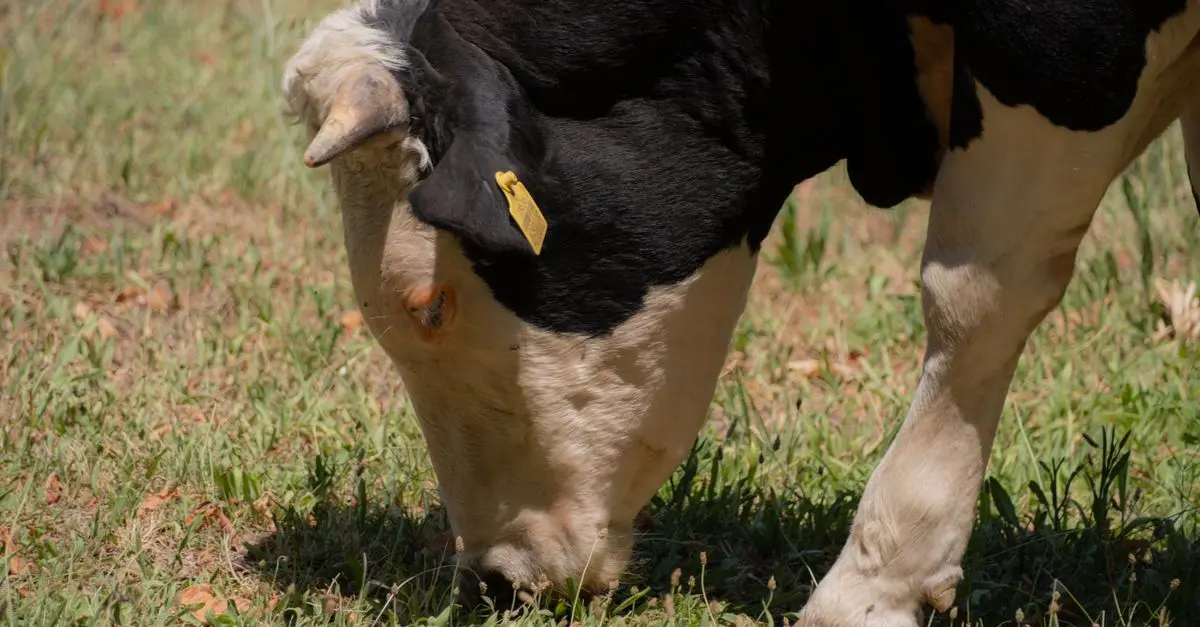 L'impact environnemental de la production de fromage