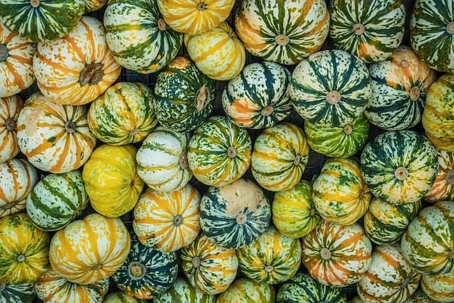 L'histoire fascinante des fromages à pâte pressée
